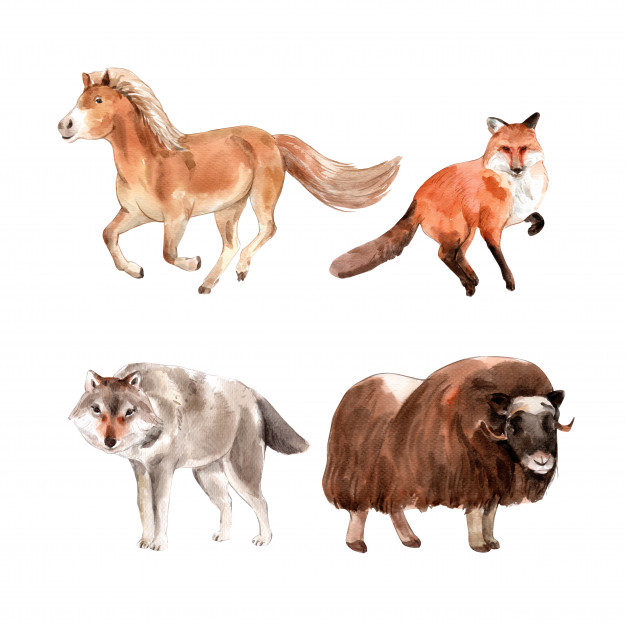 水彩马，狐狸，牛的插画。