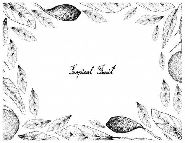 手绘苹果芒果和Chebulicmyrobalans水果插画