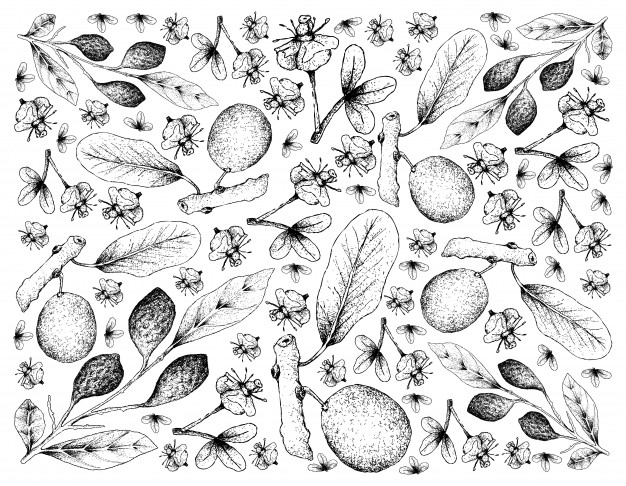 手绘chebulicmyrobalans和非洲山竹