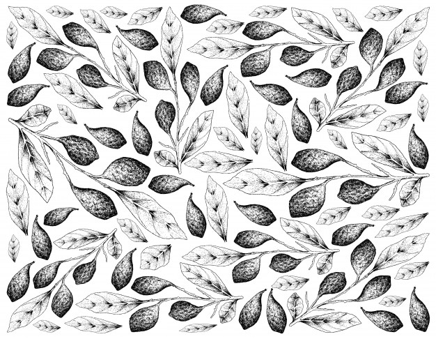 手绘chebulicmyrobalans果实背景