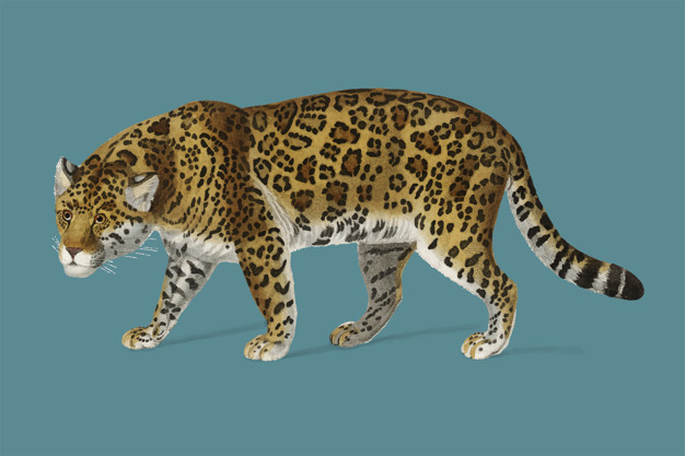 美洲豹美洲虎插画