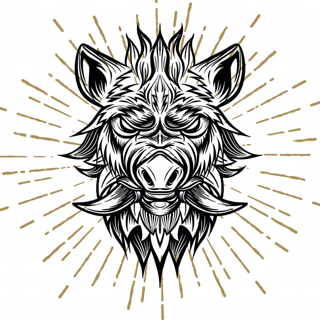 黑白线稿野猪头插画