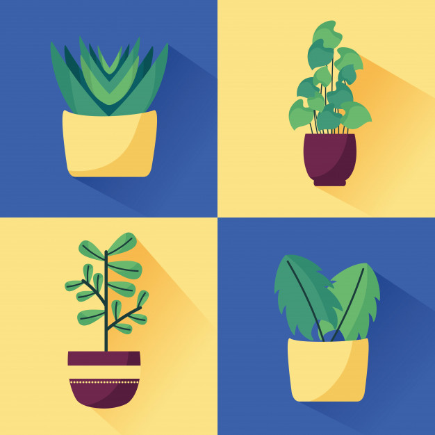 花瓶花朵植物花盆