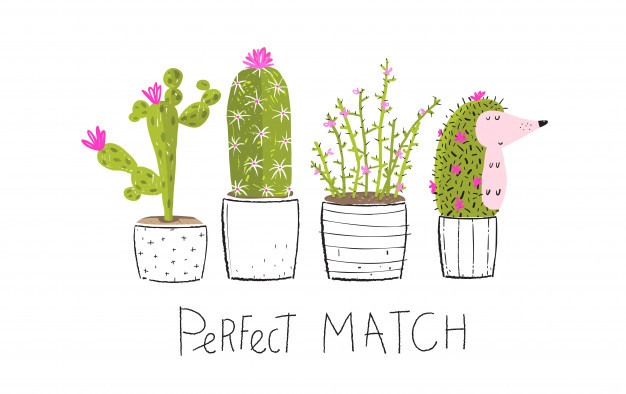 仙人掌刺猬花瓶花朵植物花盆