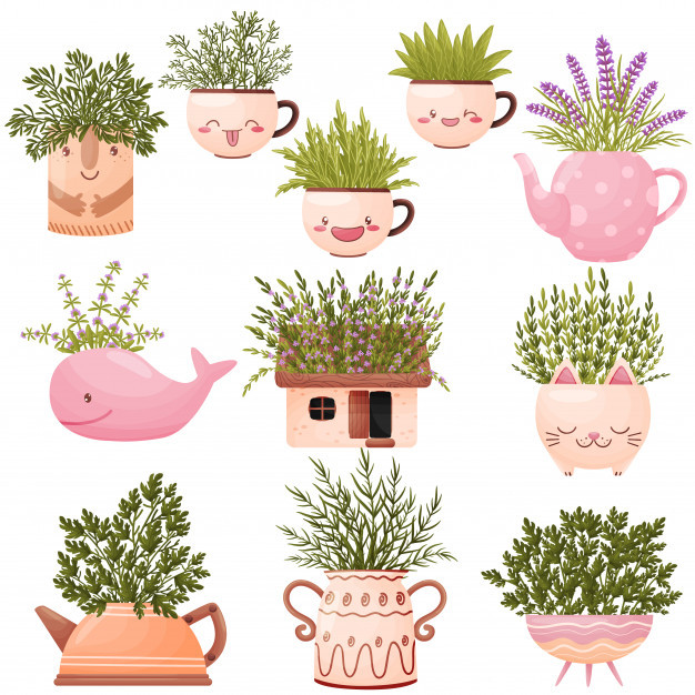 可爱的花瓶花朵野花植物花盆