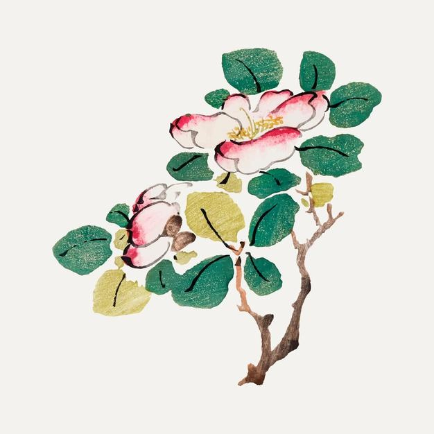 中式植物花朵插画国画