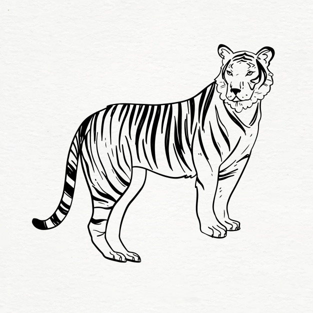 老虎线稿插画