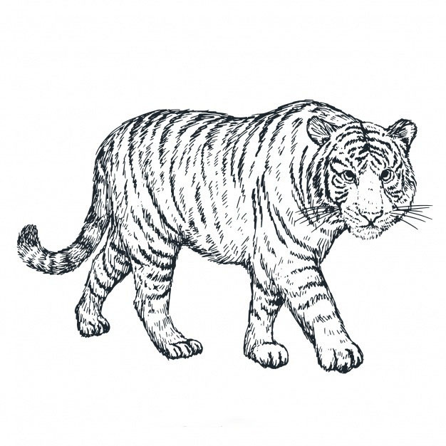 手绘逼真的老虎黑白插画