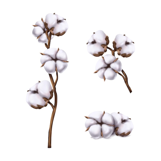写实的棉花插画