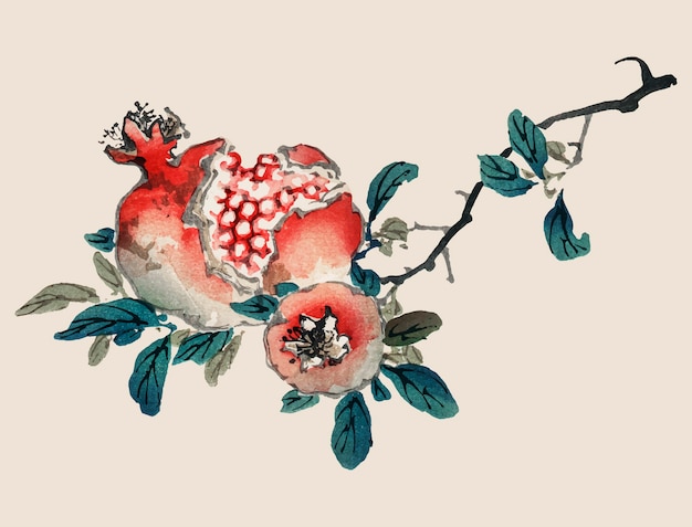 中国风石榴插画