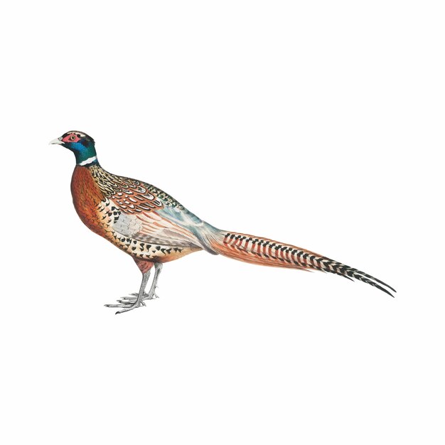 中国风雉鸡野鸡锦鸡插画