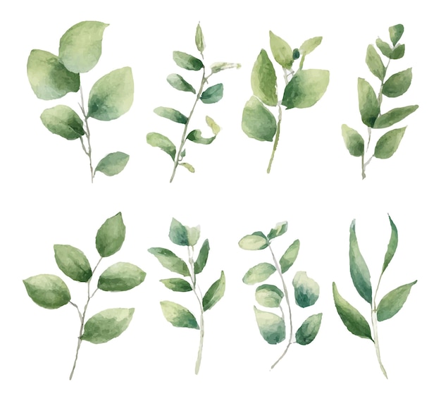 水彩植物叶子