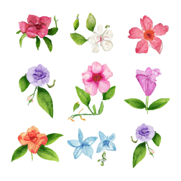 水彩植物叶子花朵