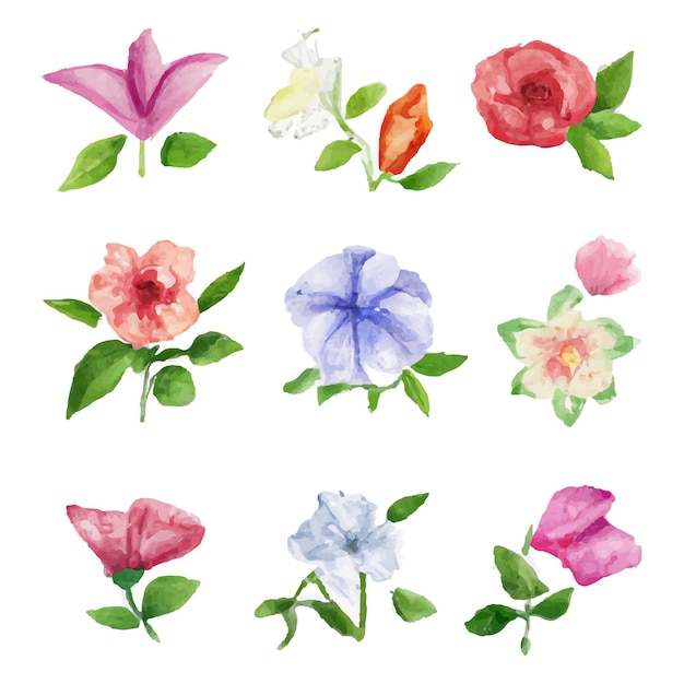 水彩植物叶子花朵