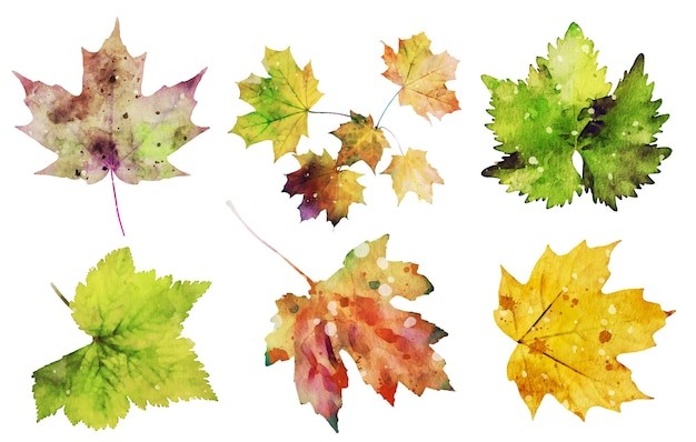 叶子树叶枫叶元素