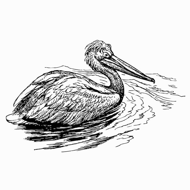 鸟达尔马提亚鹈鹕插画