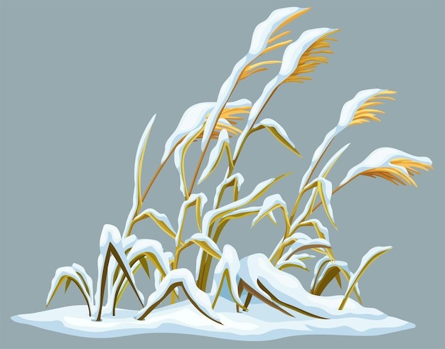 被雪覆盖的芦苇插画