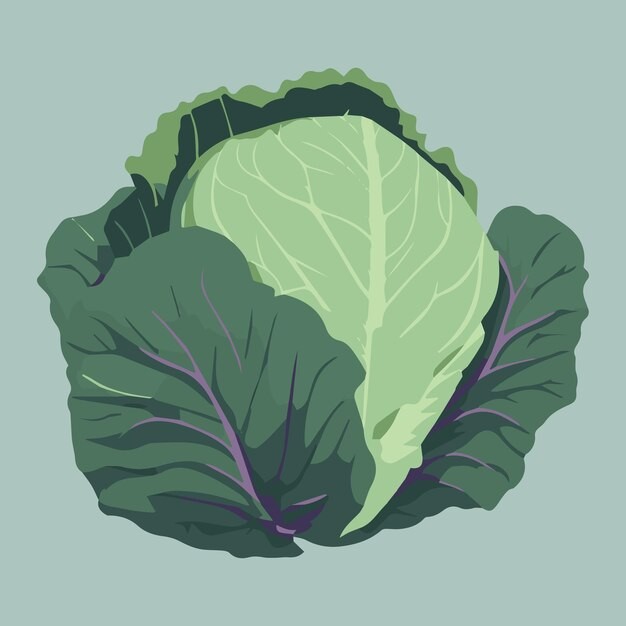 卷心菜蔬菜