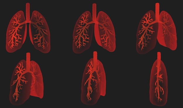 医疗科技肺部结构