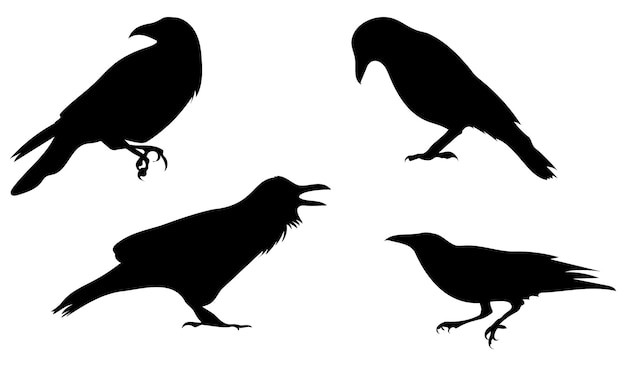 乌鸦剪影