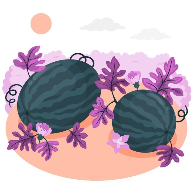 西瓜植物插画