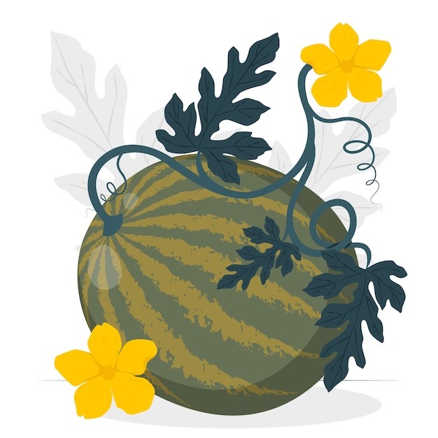 西瓜植物插画