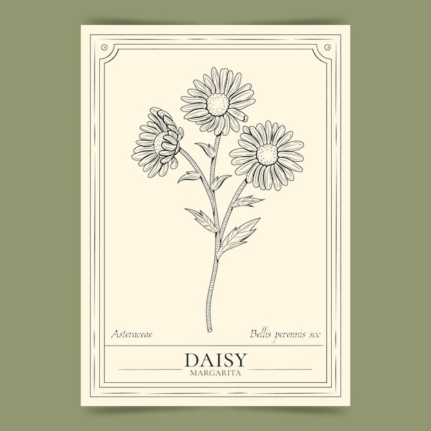 手绘雏菊明信片海报插画模板