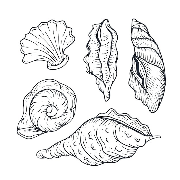手绘贝壳海螺线稿