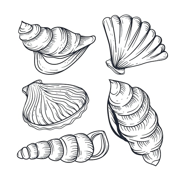 手绘贝壳海螺线稿