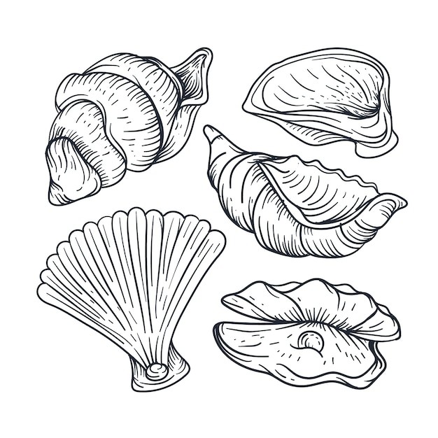 手绘贝壳海螺线稿