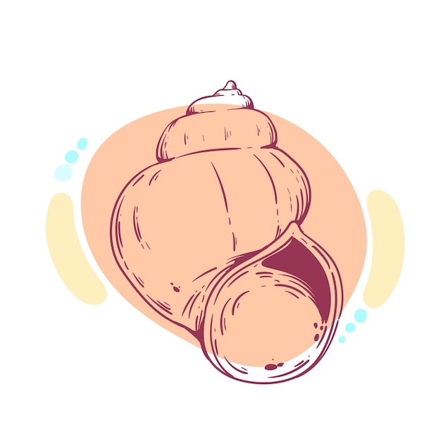 手绘贝壳海螺线稿