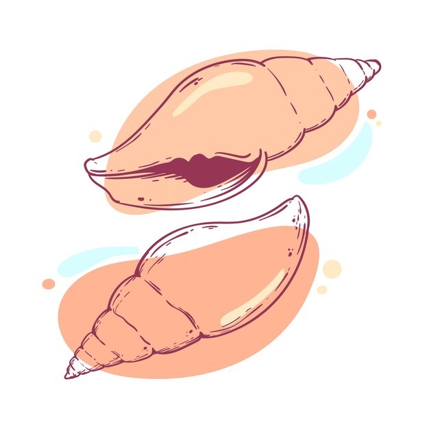 手绘贝壳海螺线稿