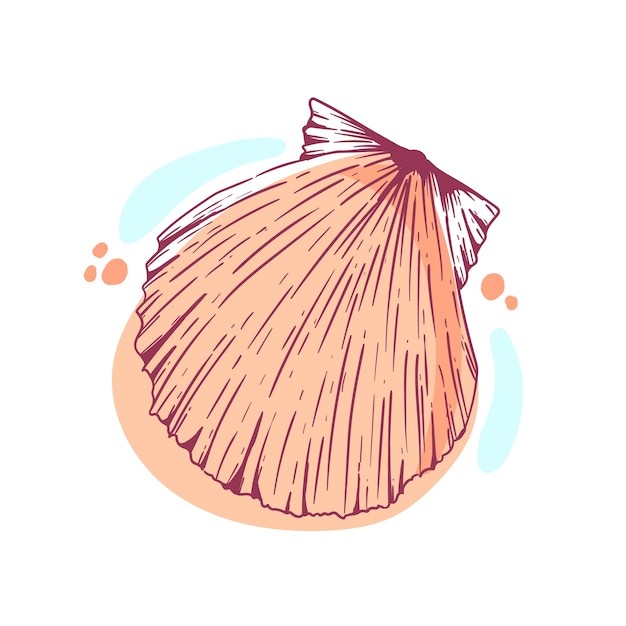 手绘贝壳海螺线稿