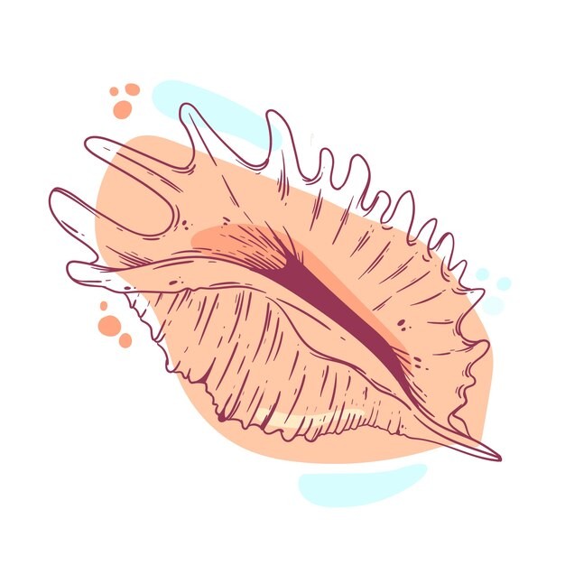 手绘贝壳海螺线稿