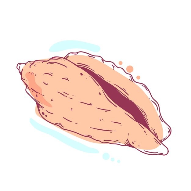 手绘贝壳海螺线稿