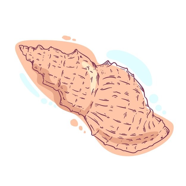 手绘贝壳海螺线稿