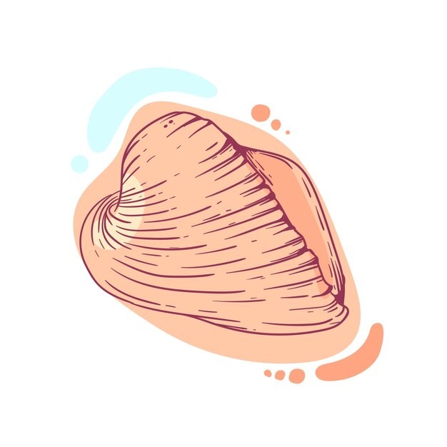 手绘贝壳海螺线稿