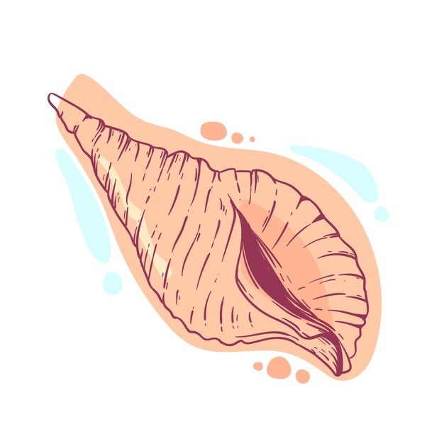 手绘贝壳海螺线稿