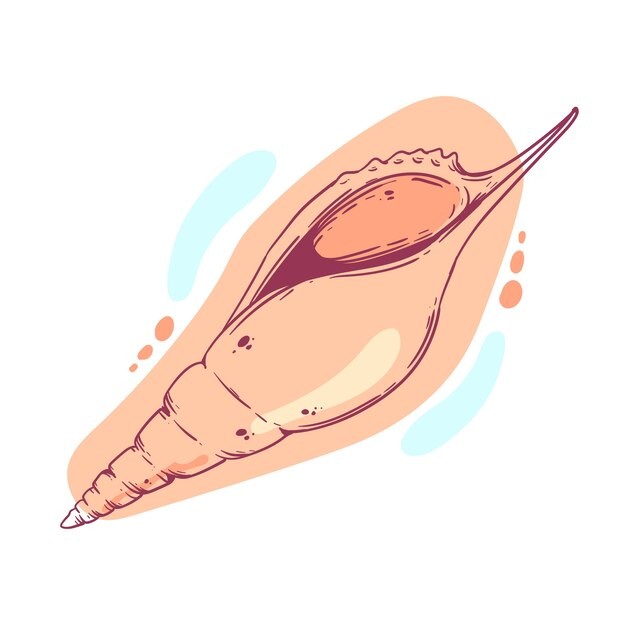 手绘贝壳海螺线稿