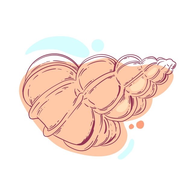 手绘贝壳海螺线稿