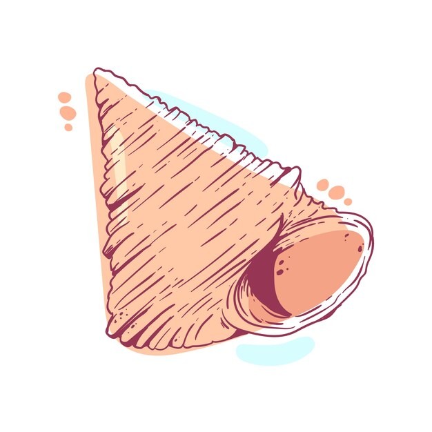 手绘贝壳海螺线稿