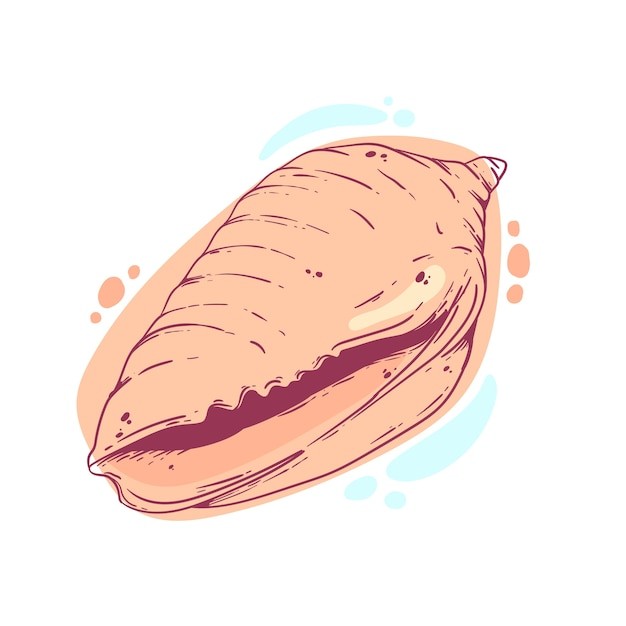 手绘贝壳海螺线稿