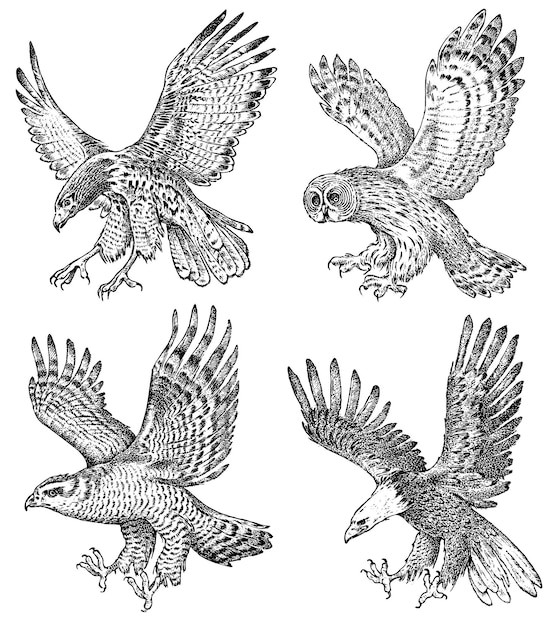 手绘鸟类猛禽老鹰猫头鹰秃鹫苍鹰