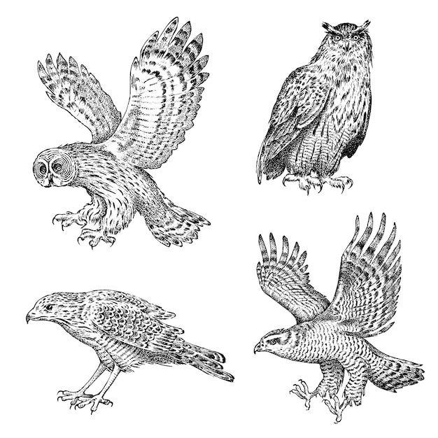 手绘鸟类猛禽老鹰猫头鹰秃鹫苍鹰