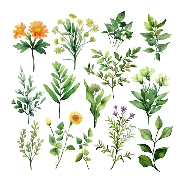 手绘水彩花朵植物叶子元素