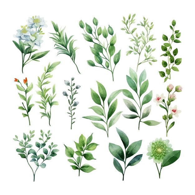 手绘水彩花朵植物叶子元素