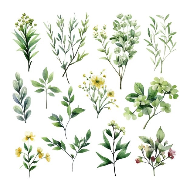 手绘水彩花朵植物叶子元素
