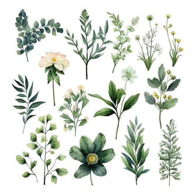 手绘水彩花朵植物叶子元素