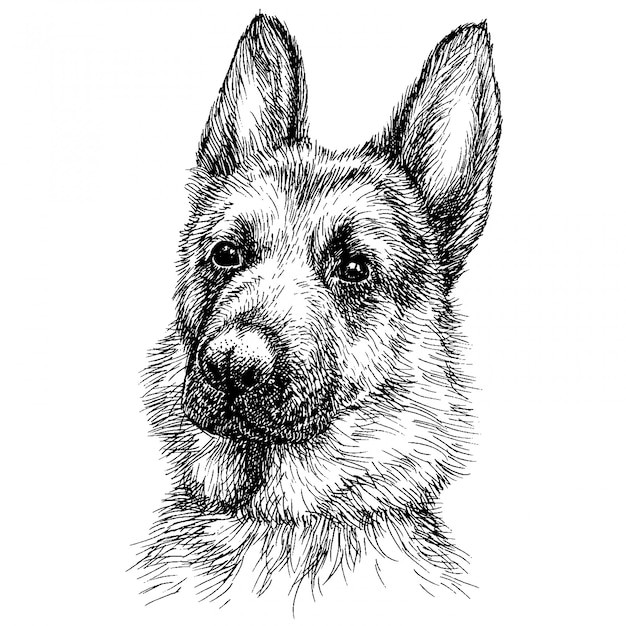 德国牧羊犬德牧黑贝插画