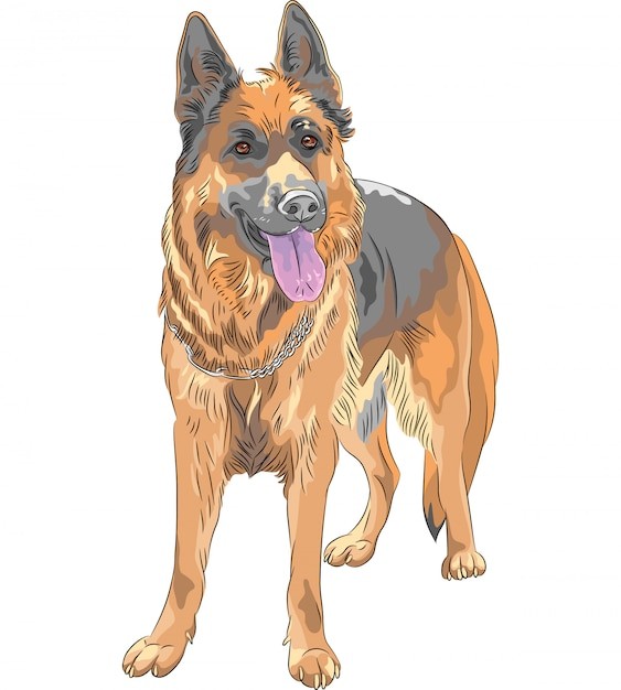 德国牧羊犬德牧黑贝插画